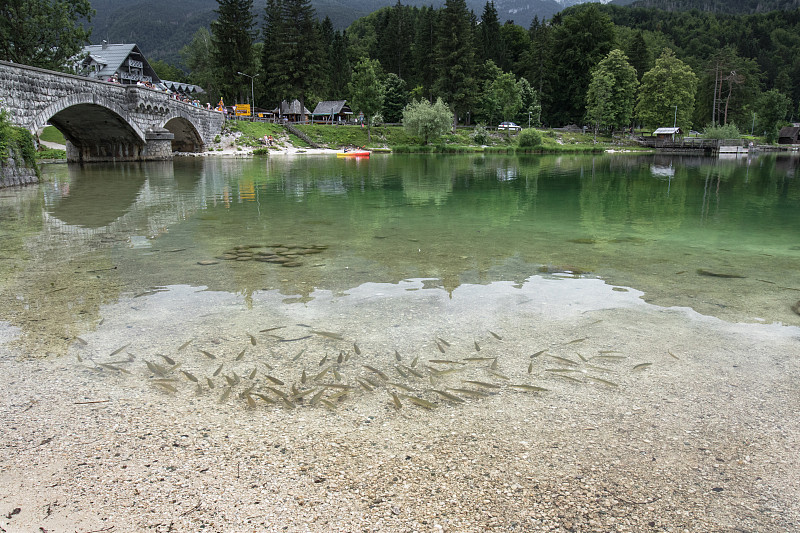 斯洛文尼亚bohinj湖角鲨的特写