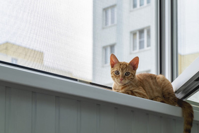 小猫在窗台上用防蚊防猫网