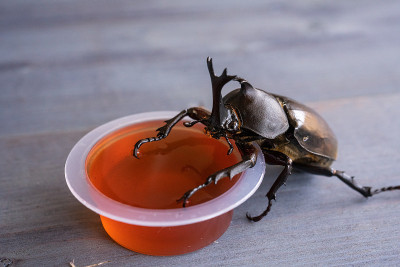 甲虫果冻案例