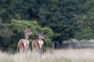 罗瑟斯奇，Cervus elaphus，马鹿