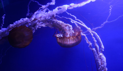 水族馆里美丽的水母。