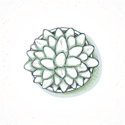 孤立植物手工制作，花卉素描风格
