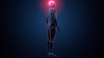人体骨骼颅骨顶骨解剖的3d插图
