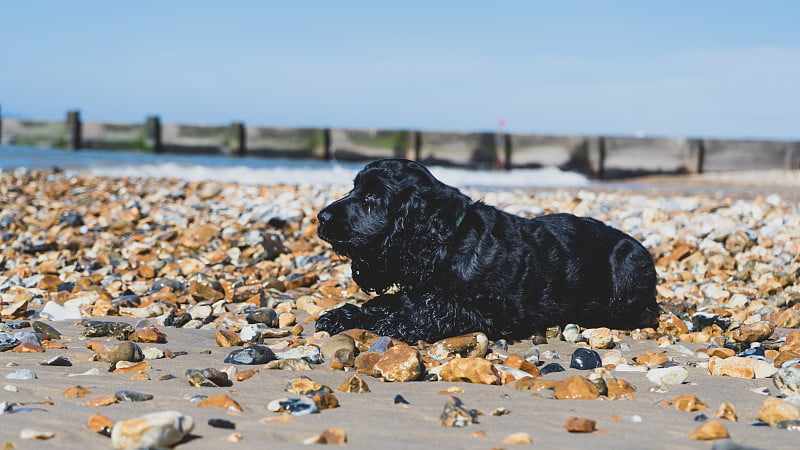 在一个阳光明媚的夏日，一只小可卡犬躺在海滩的石头上