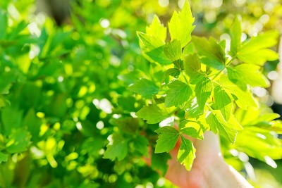 生长植物，用春叶紧贴于灌木上