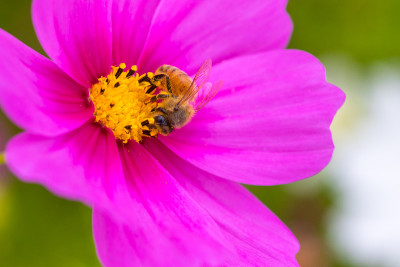 宇宙花和蜜蜂