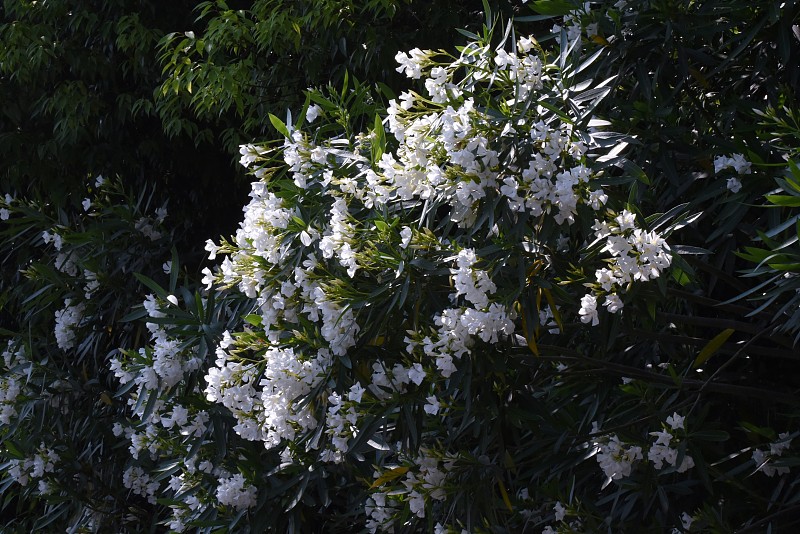 白花夹竹桃开花。