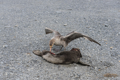 海燕吃死海豹