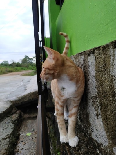 猫的姿势