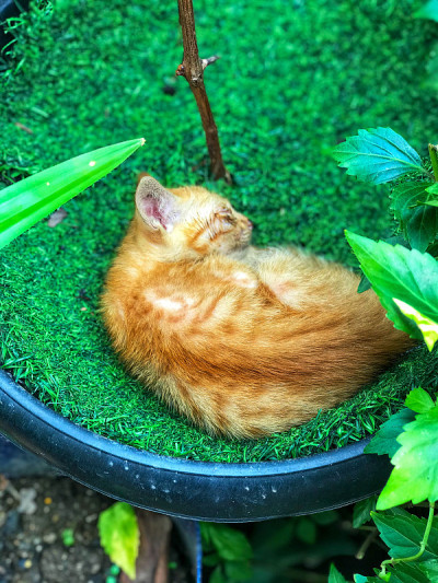 睡的小猫