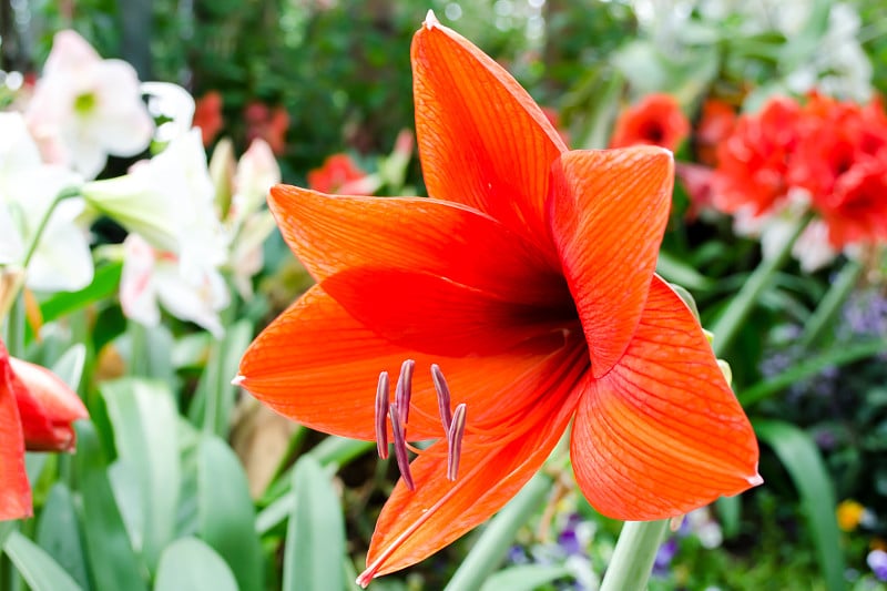 hippeastrum