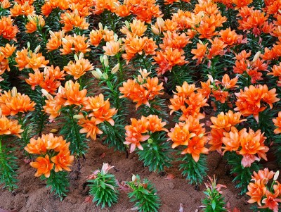 美丽的花园百合