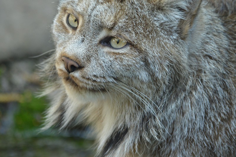 加拿大山猫