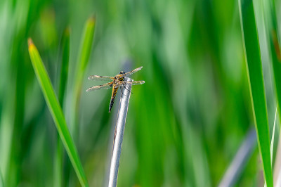 四斑点蜻蜓(Libellula quadrimaculata)在草的叶片上，很好的特写和细节。