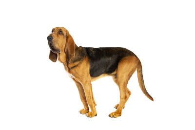 猎犬前面白