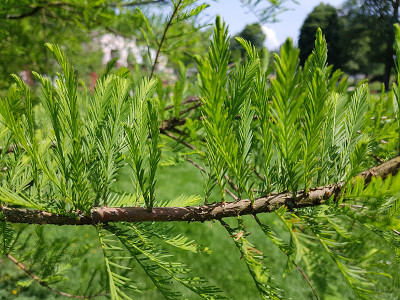 柏树,Taxodium distichum