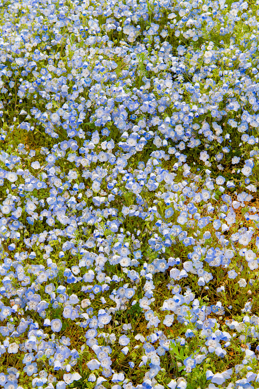 小蓝眼花(Nemophila menziesii)，春天