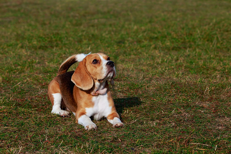 犬种小猎犬