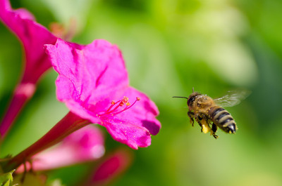 蜜蜂授粉
