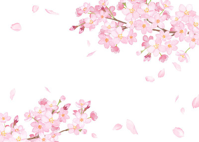 春天的花:樱花和飘落的花瓣框架水彩插图trace向量