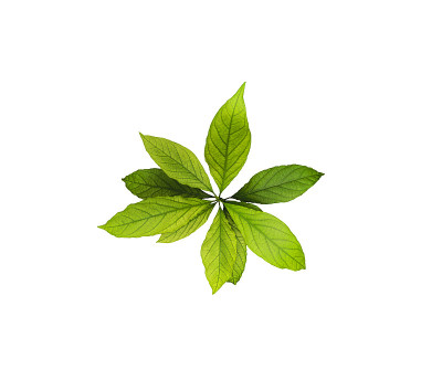 叶子鳄梨树孤立在白色背景。新鲜的叶子俯视图
