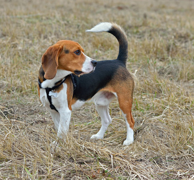 小猎犬