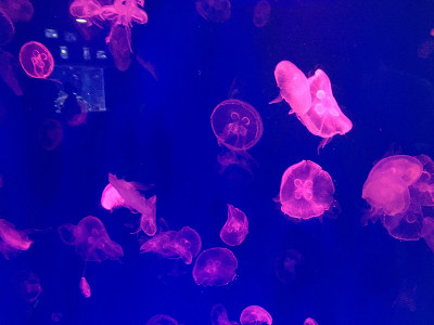 水族馆的水母，粉色的水母