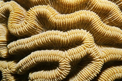 近距离观察巨石脑珊瑚Colpophyllia natans