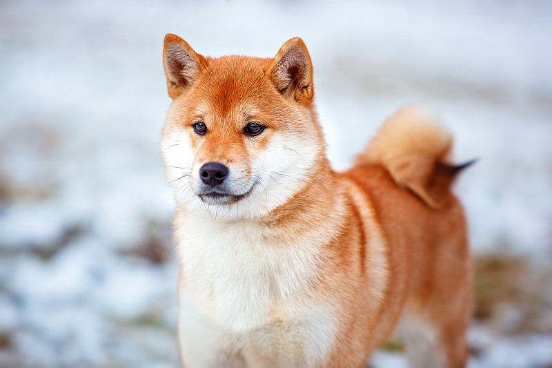 红发犬日本柴犬