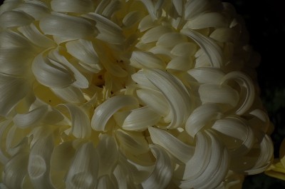 菊花-“Atsumono”微距，淡乳白色