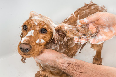 一只可卡犬正在用香波和水洗澡