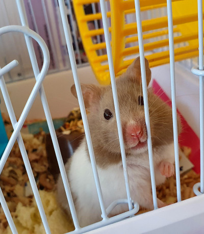 一只仓鼠