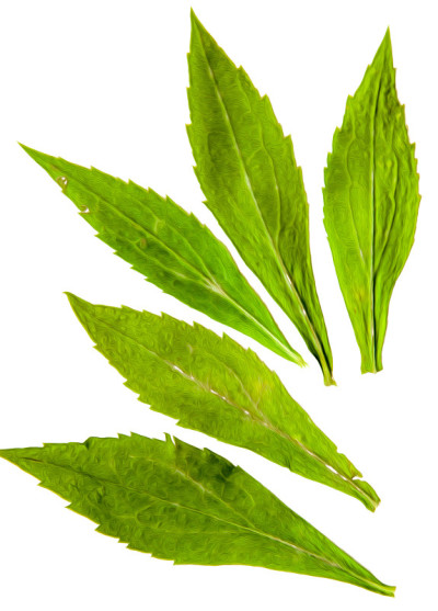 油画插图设置干压分散菊花绿叶，孤立与阴影。照片处理