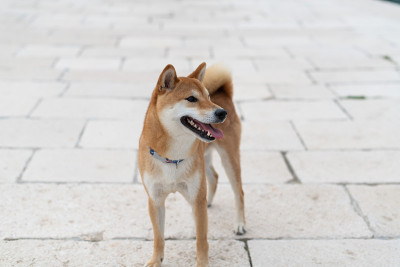 日本柴犬纯种犬