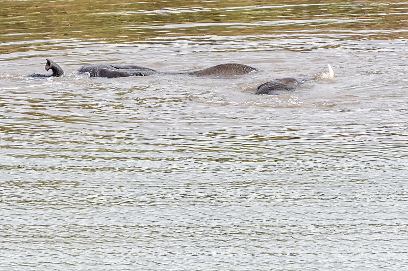 非洲象，Loxodonta africana，在先锋大坝玩耍