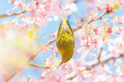 樱花和白眼睛