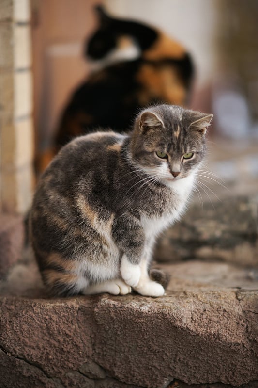 可爱的灰色小猫坐在户外的石头地板上。猫的肖像