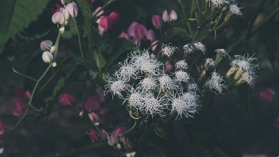 地上长着白花