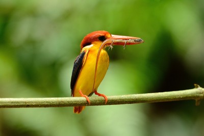 雄性黑背翠鸟(Ceyx erithacus)