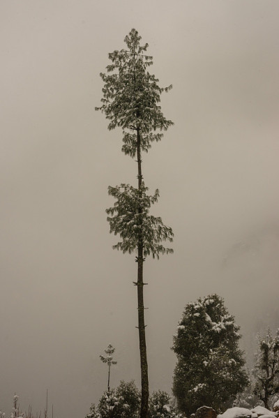 冬天的风景。树和干草植物在雪中。白雪覆盖的山脉在模糊的背景中。