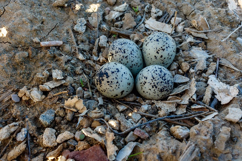 Charadrius dubius。大自然中小环鸻的巢穴。