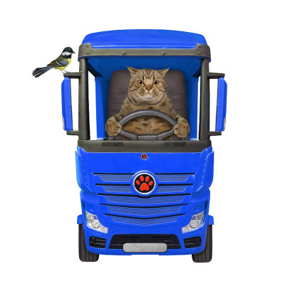 猫灰开蓝色卡车
