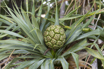 露兜树植物
