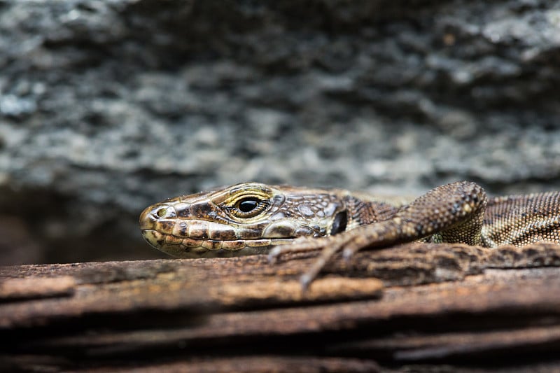 肖像欧洲壁虎(Podarcis muralis)躺在木板上