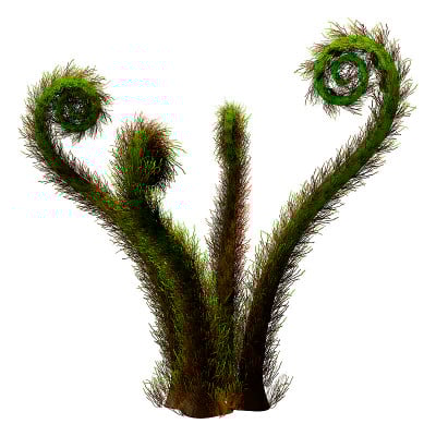 3D插图crozier蕨类植物上白色