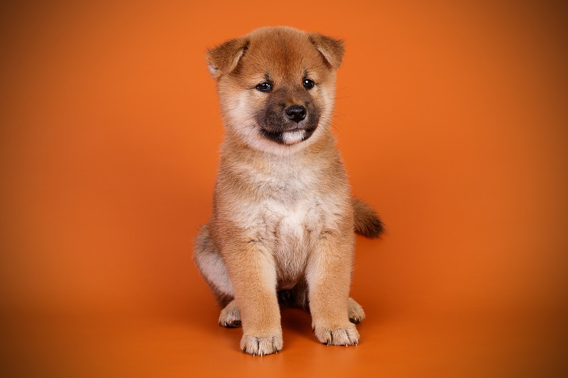 日本柴犬的彩色背景