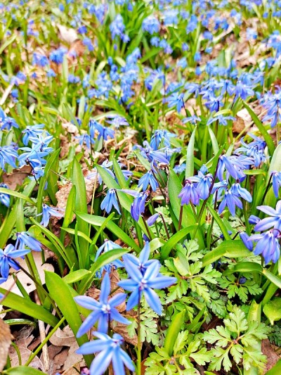 Blausternchen, Sciller siberica
