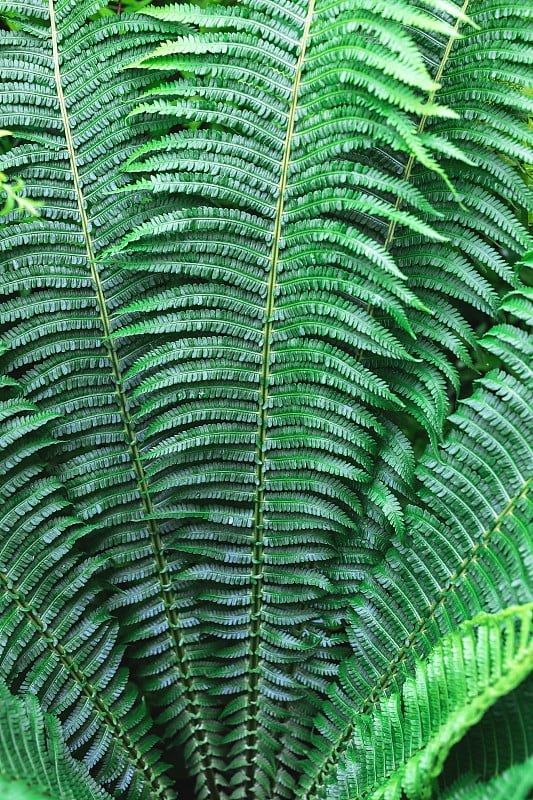 Pteridium aquilinum