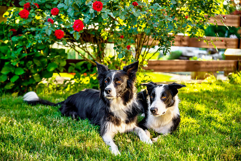 两只边境牧羊犬躺在花园里。