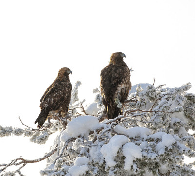 金鹰(Aquila chrysaetos)